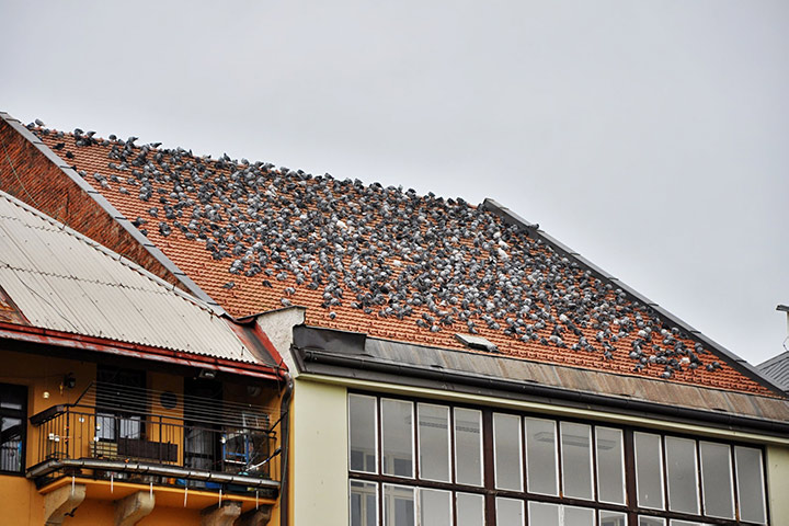 A2B Pest Control are able to install spikes to deter birds from roofs in Great Sankey. 