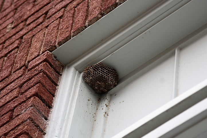 We provide a wasp nest removal service for domestic and commercial properties in Great Sankey.